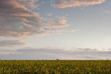 Fototapeta na wymiar Rapeseed field at sunset