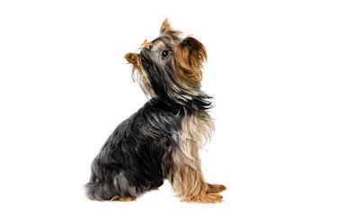 Yorkshire terrier puppy