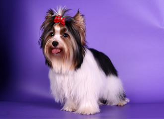 Portrait of biewer yorkshire terrier a la Pom-pon dog