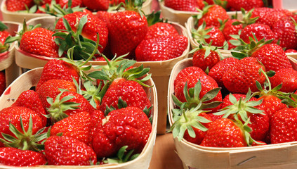 Premières fraises