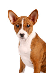 Little Basenji puppy, brindle colour, 2 month