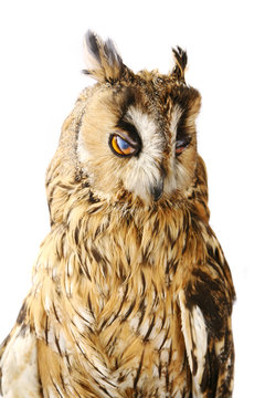 Long-eared Owl isolated on the white background