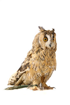 Long-eared Owl isolated on the white background