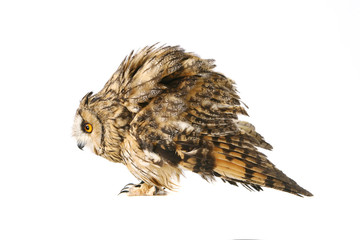 Long-eared Owl isolated on the white background