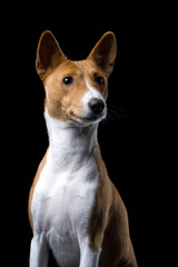 Basenji on the black background