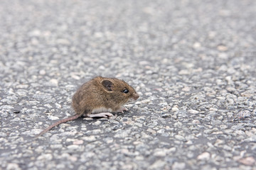 Maus auf der Straße