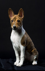 Little Basenji puppy, brindle colour, on the black background