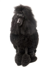 Black Royal poodle on the white background