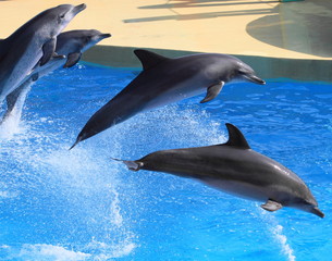 jumping dolphins, Hong Kong
