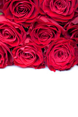 beautiful close-up red rose over white background