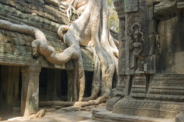 Fototapeta premium Kapok tree and Temple, Cambodia