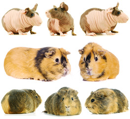 Group of different breeds of guinea pigs