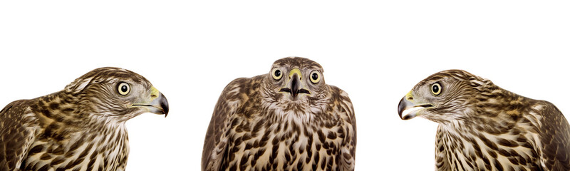 Northen goshawk isolated on white