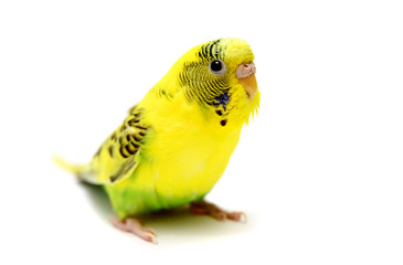 Budgie female on the white background