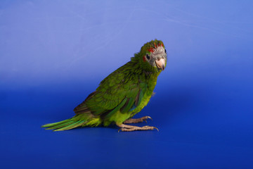 Red-fronted Kakariki parakeet baby, 1 month, blue background