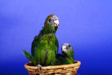 Obraz premium Red-fronted Kakariki parakeet babys, 1 month, blue background