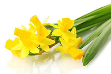 beautiful yellow daffodils isolated on white