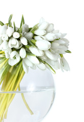 beautiful bouquet of snowdrops in transparent vase isolated