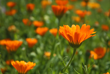 Flower - Calendula