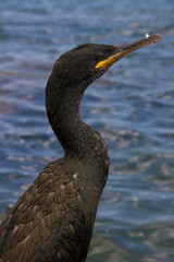 Cormorants in Ibiza, Spain