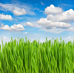 green grass with water drops over blue sky
