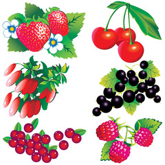 Berries collection.