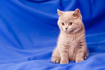 British kitten © foaloce