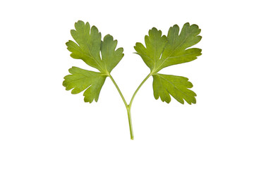 hierbas y especies de la cocina