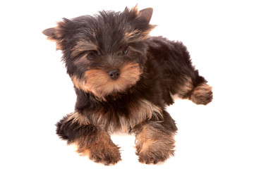 Yorkshire Terrier.