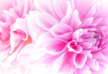Obraz premium Dahlia
