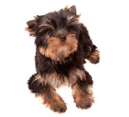 Yorkshire Terrier.