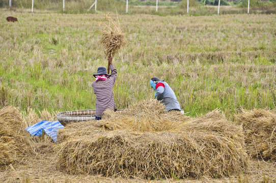 「脱穀」の画像 9,635 件の Stock 写真、ベクターおよびビデオ Adobe Stock