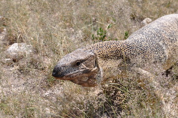rare rock monitor (Varanus albigularis) Namibia