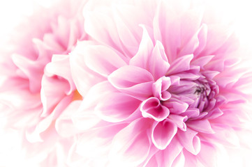 Fototapeta premium Dahlia