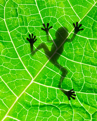 Fototapeta premium Frog shadow on the leaf