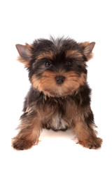 Yorkshire Terrier, isolated.