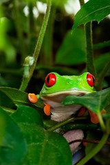 Red Eyed Tree Frog in Leaves