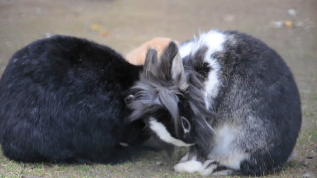 Hasen