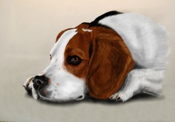 Pies beagle - obrazy, fototapety, plakaty
