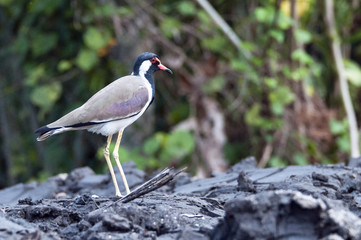 Red-wattled Lapwing