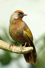 Chestnut-crowned Laughingthrush (Garrulax erythrocephalus)