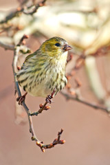 Eurasian Siskin (Carduelis spinus)