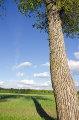 Old ash tree trunk shadow fall on grassland field