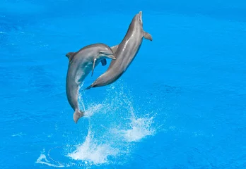 Papier Peint photo autocollant Dauphins dauphins