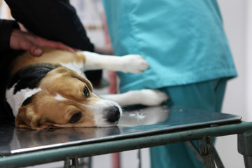 Dog at the vet in the surgery preparation room. - obrazy, fototapety, plakaty