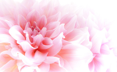Fototapeta premium Dahlia