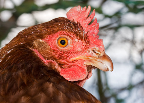 Brown chicken with red crest