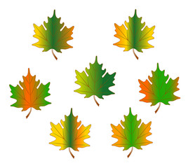 Obraz premium maple Leaves