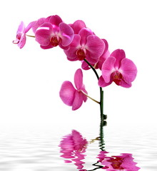 Orchidée rose sur fond blanc.