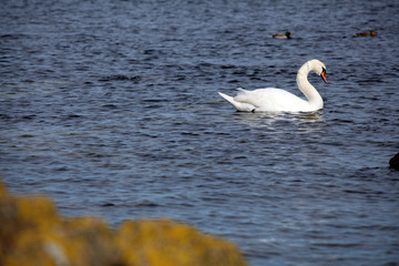 Wild swan near a rocky coast